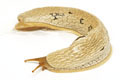 Emphysetes udzungwensis adult